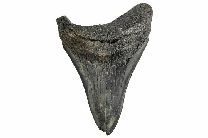 3.19" Fossil Megalodon Tooth - South Carolina